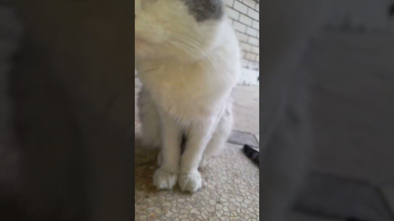 мои любимые котики.