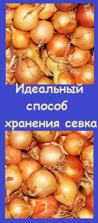 Как лучше всего СОХРАНИТЬ ЛУК-СЕВОК без потерь луковиц?
#дача #сад #огород #garden