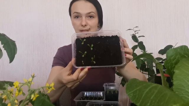 Всходы цветов и земляники. Цветут комнатные томаты и радует Пекинская капуста.