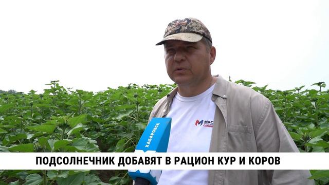 Подсолнечник добавят в рацион кур и коров в Хабаровском крае