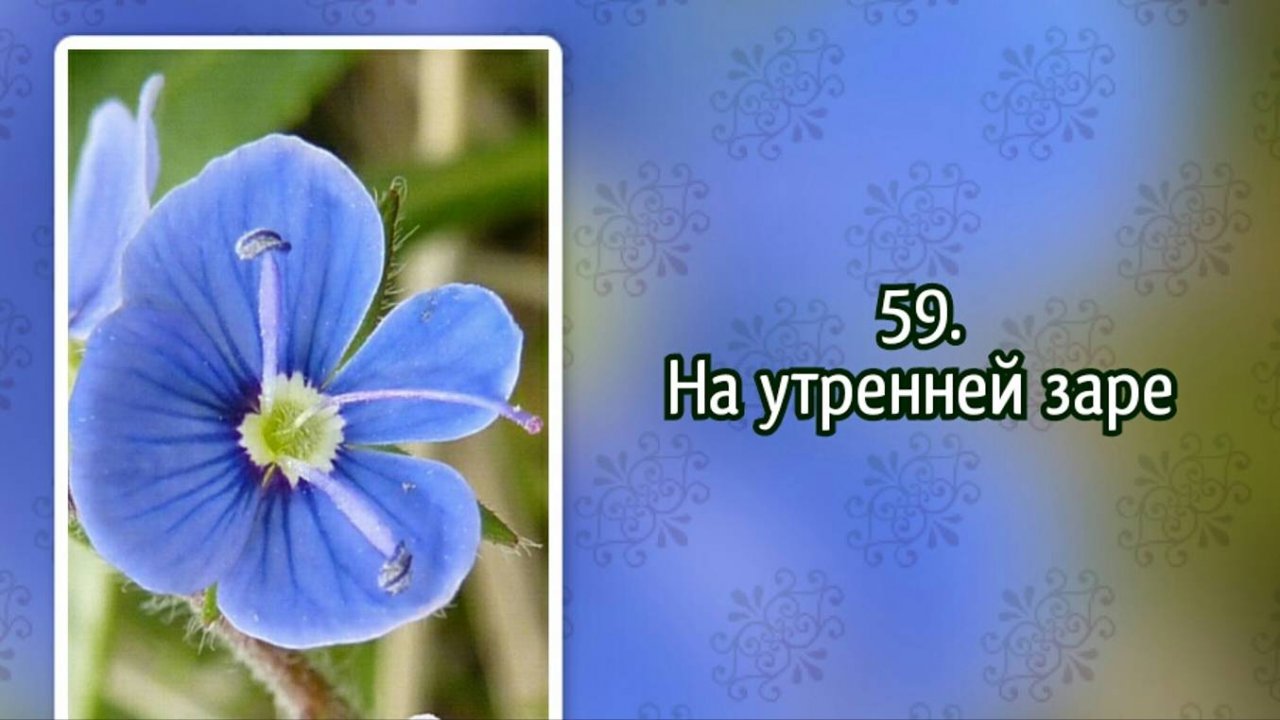 Гимны надежды 59 На утренней заре (-)