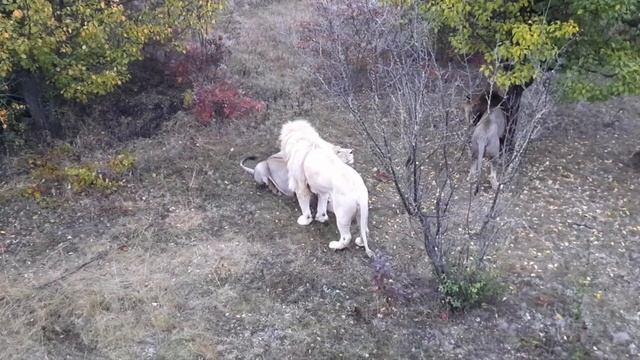 Утренние потягушки от трёх друзей? И конечно вкусняшки?