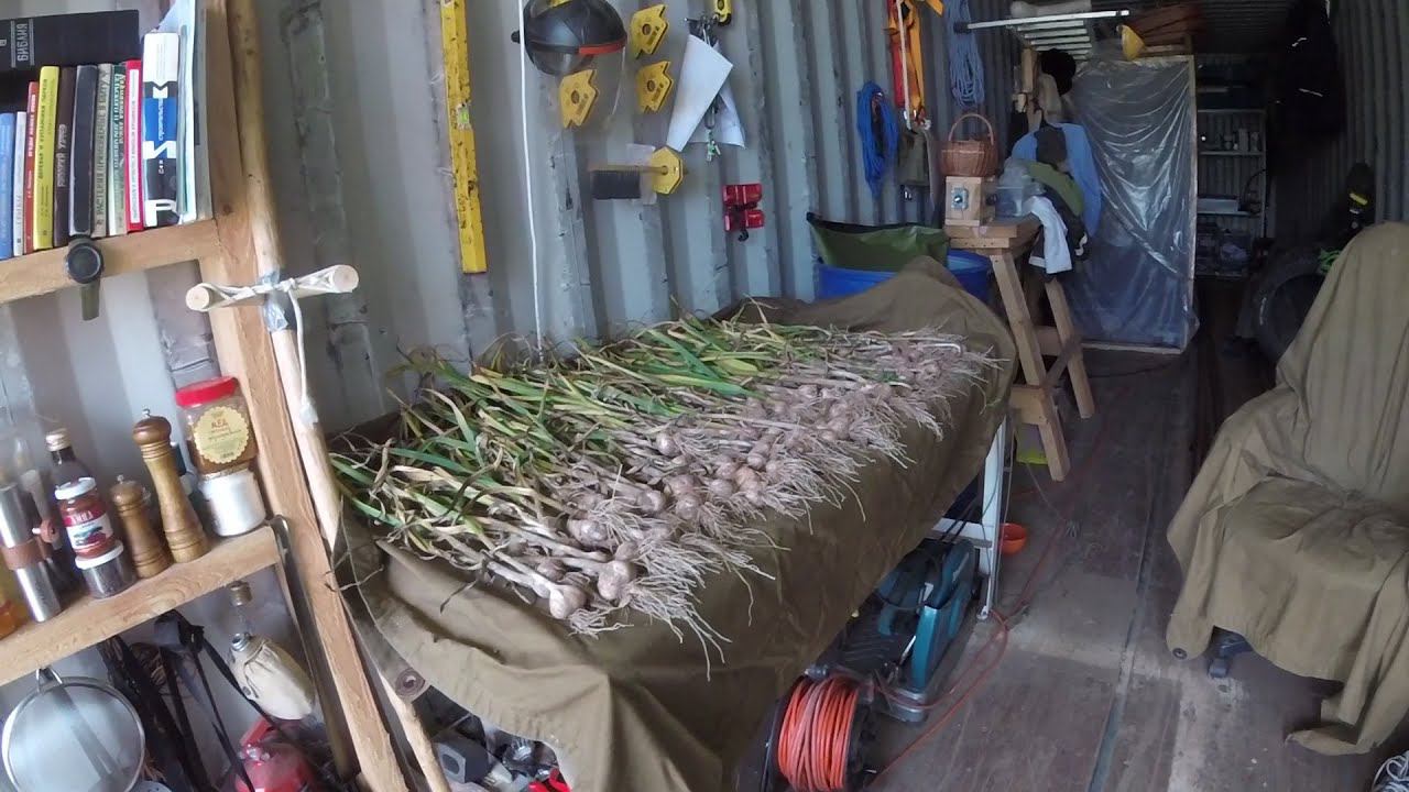 Деревня Соснино (забор, 32-33 дни; чеснок; шашлык)