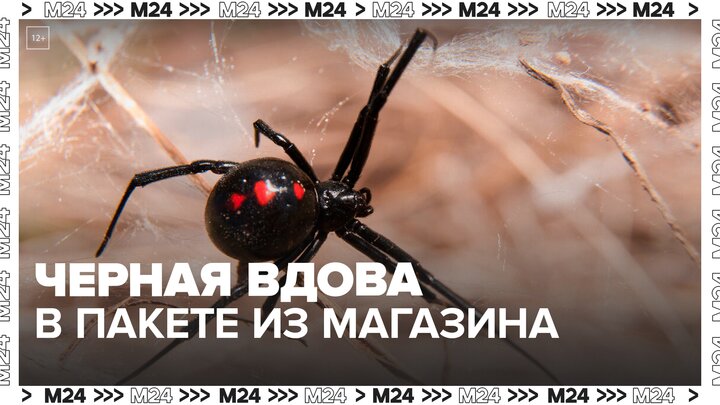 Опасный паук попал в дом москвички вместе с фруктами — Москва 24