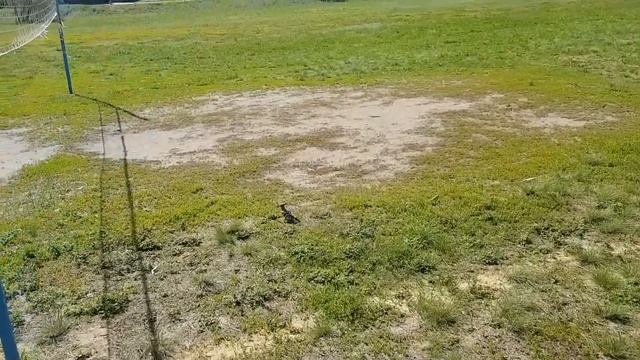 Охота на удода Калач 06.2017