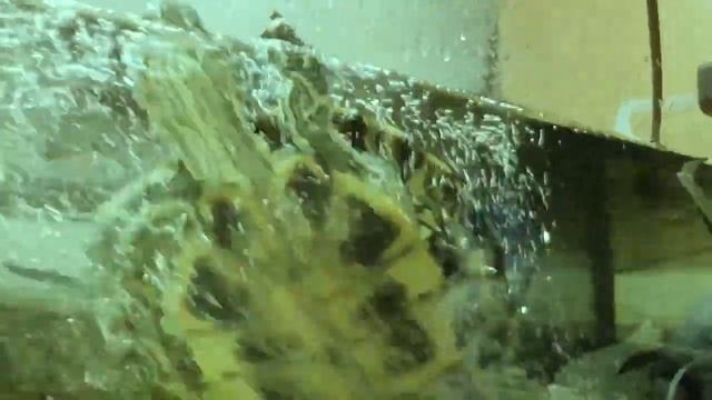 Красноухая черепаха радуется новому фильтру