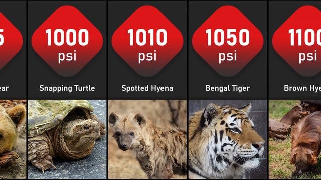 Most Powerful Bites In Animal Kingdom  Comparison