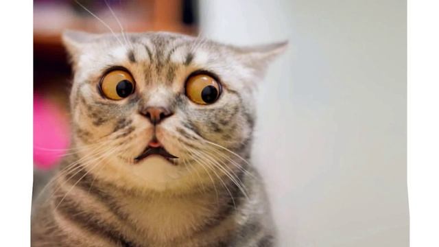 котики