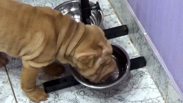 Шарпей щенок первые дни в доме  Мартин . Sharpei puppy the first days in the house.  Martin 