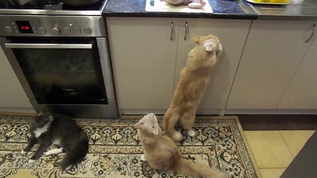 Голодные котейки