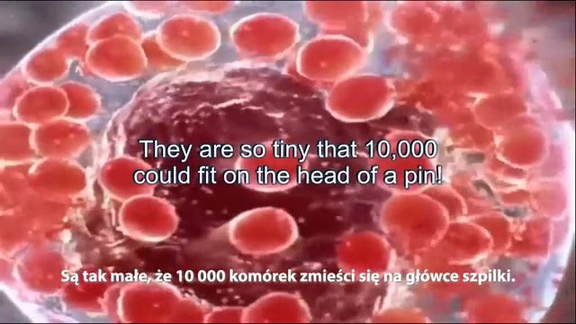 МИР КЛЕТОК. ŚWIAT KOMÓREK.
