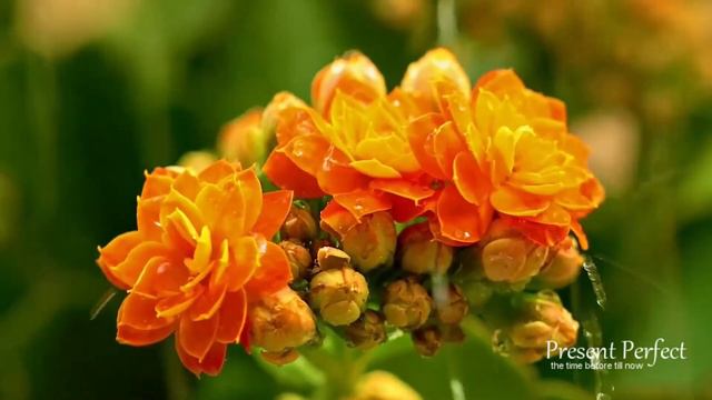 Classical Violin and String Quartet - 1 Hour of Relaxing Classical Music