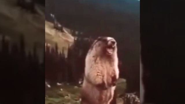 А-а и зелёный попугай