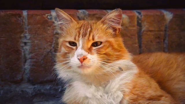 Бездомная Рыжая Мордашка | A Quiet Orange Cat - Живые Обои
