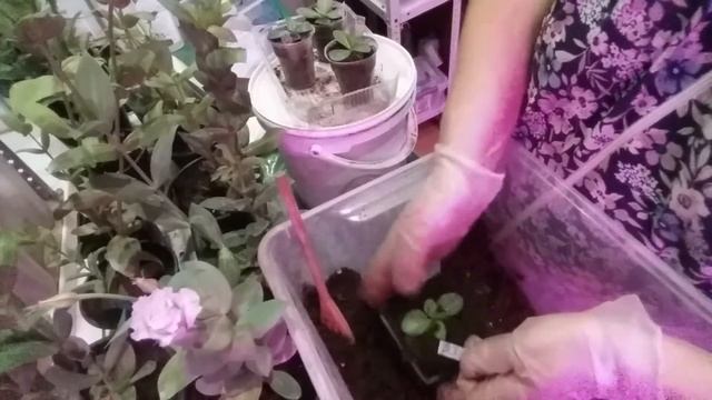 Эустома лизиантус, обзор растений на 25 12 2019 г 1