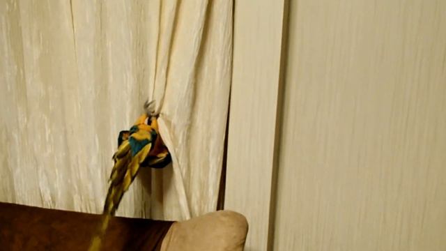 Попугай АРА - Жора. Лианы? Macaw Parrot. Liana?