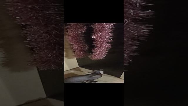 КАК ЛЮБИТ НОВЫЙ ГОД ЛИОНА