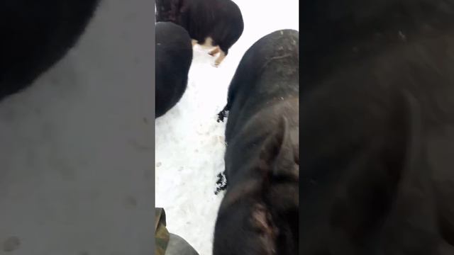 Вьетнамские поросята,за сухарик все отдам😄