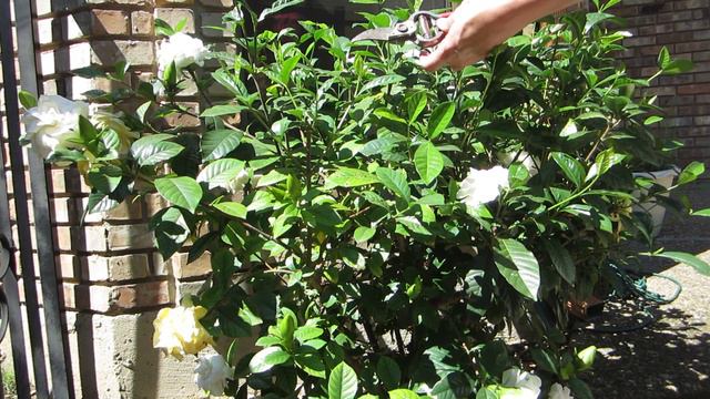 First Love Gardenia