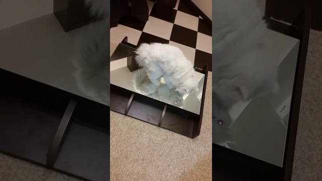 Свет мой зеркальце скажи. ....