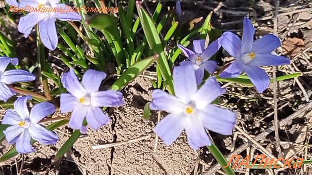 уДача-дача 17.04.24 Мои первые весенние цветы 🌸🌺🌻🌹🌷🌼💐