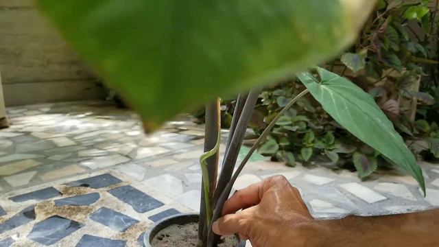 Elephant Ear plant healthy growth in mini pot after propagation at Asim Courtyard Garden