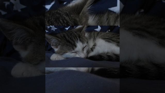 Кот пригрелся и спит - The cat has warmed up and is sleeping shorts top кот