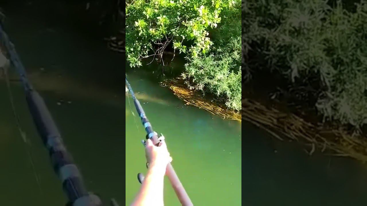 Catfish fishing. Caught a catfish on a toy.