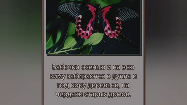Архангельская сельская библиотека "Интересно обо всем"