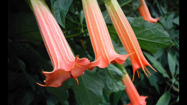 Natura Deorum