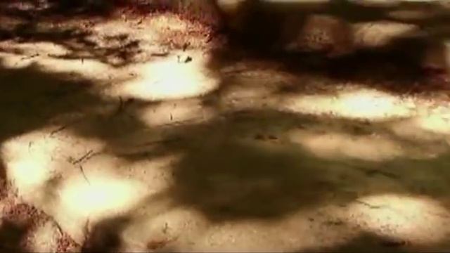 003 - 🍁💕🦋 Renato Zero - Magari (2003) [original version] italy music ~ Video Unofficial