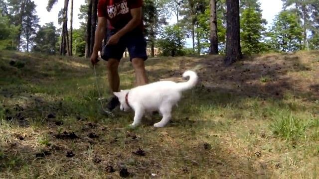 143. Агрессивный щенок щенок доминирует щенок кусается