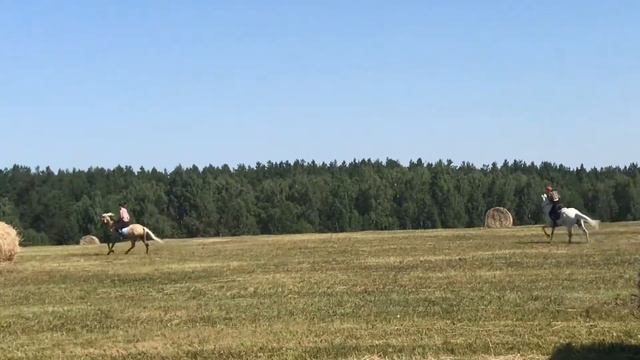 Вася и Петя галоп в поле