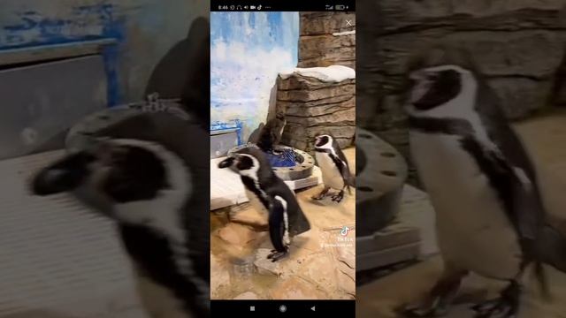 Разговоры пингвинов
