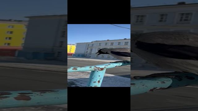 птичка