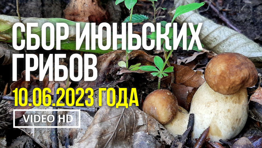 СБОР ИЮНЬСКИХ ГРИБОВ.  10 июня 2023 года. Сбор грибов белых, мухомора серо-розового и лисичек.