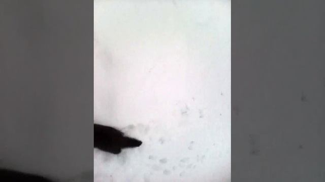 Норка  тырит рыбу..