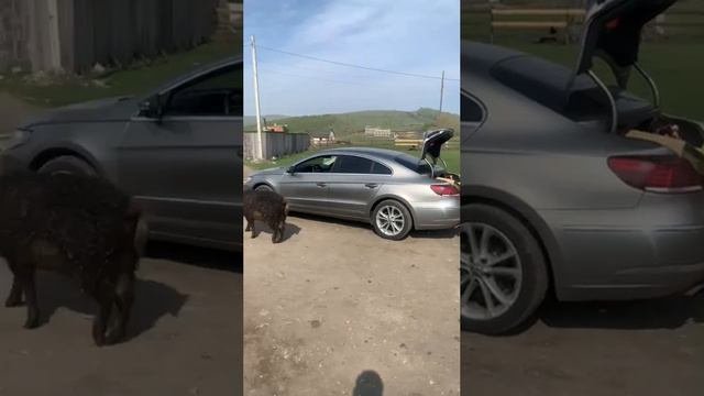 На Алтае