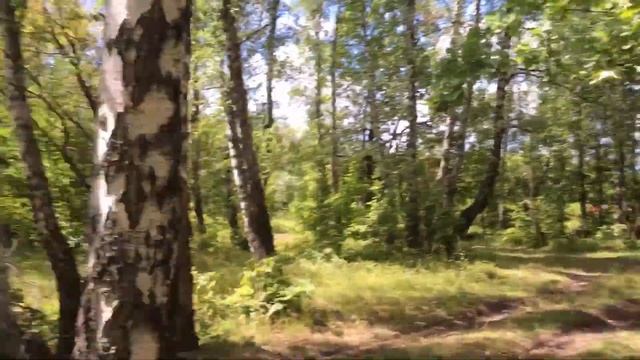 В Лес За Грибами. Какие грибы можно собирать?!