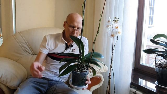 2 цветоноса у орхидеи- проще простого