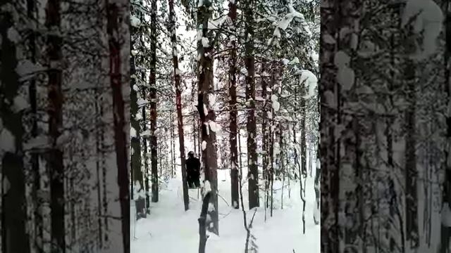 ЛАЙ СОБАКИ В ЗИМНЕМ ЛЕСУ