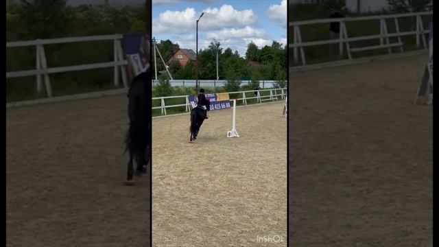 Маршрут или как проходят соревнования по конкуру #конныйспорт #лошади #когюшня