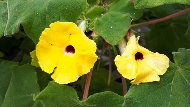 Uncarina decaryi - grow  care Uncarina plant