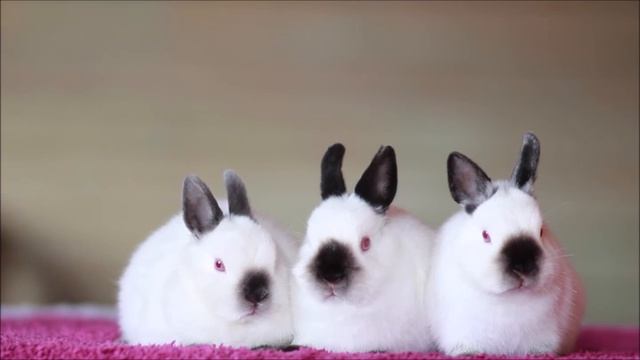 Кролики миноры, окрас русский