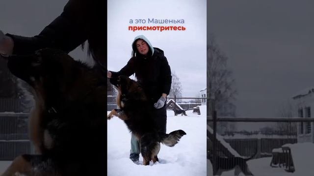 Щенков спасли из снежного плена и теперь они ищут дом #щенокищетдом
