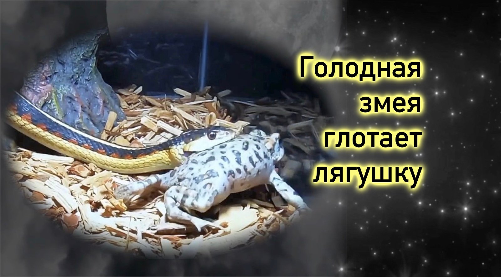 Голодная змея глотает лягушку