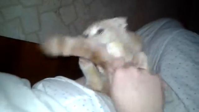 Хвост