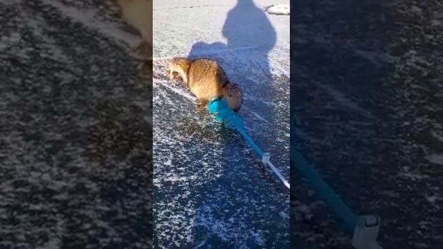 Барсук ворует бур