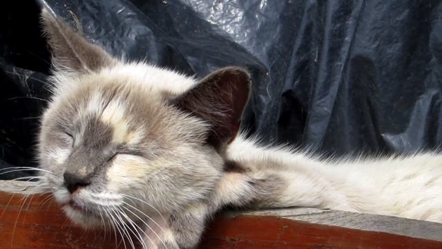 1 Час мурчания кота | Музыка для сна и релаксации | Sound relaxs