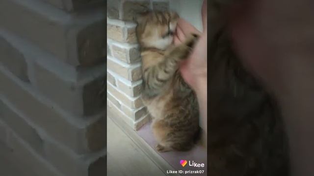 бой с кашаком рука шаулиня и лапка кошаулиня